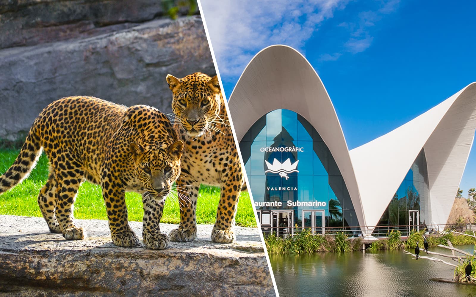 Combo (Save 5%): Bioparc Valencia Tickets + Oceanographic Tickets