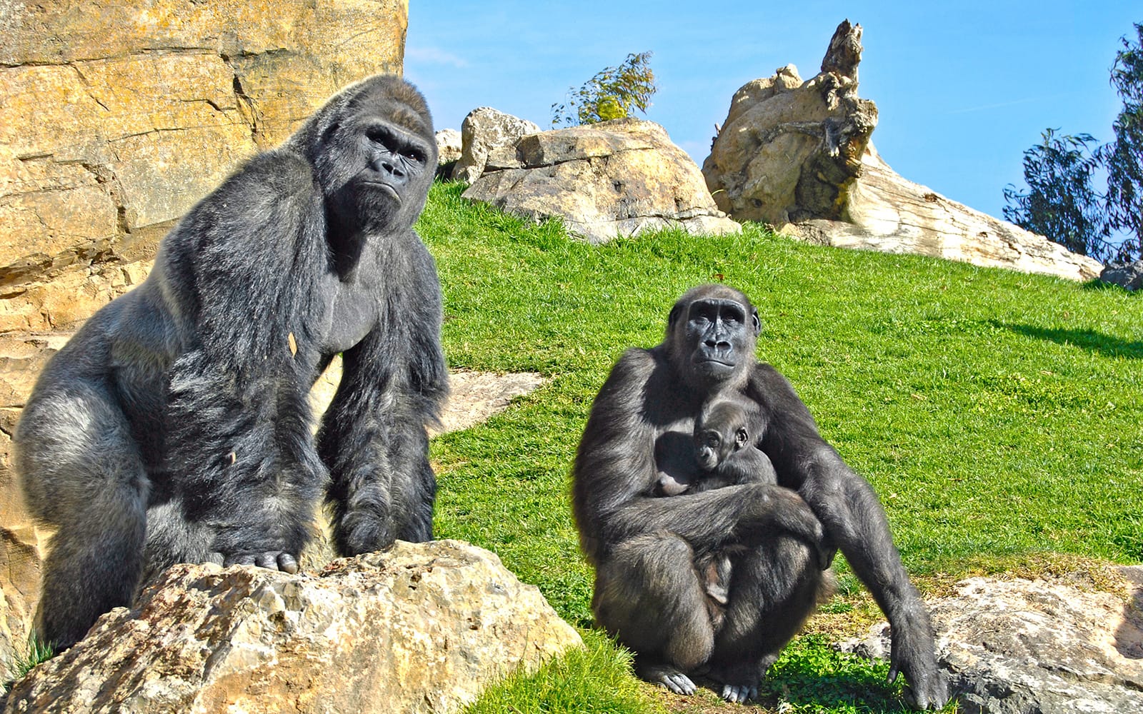Combo (Save 5%): Bioparc Valencia Tickets + Oceanographic Tickets in Valencia - Attractions | TickYourList