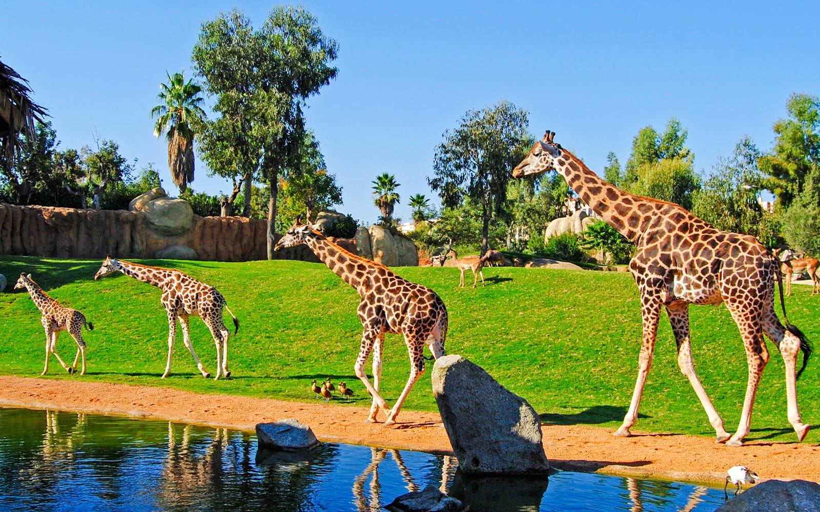 Bioparc Valencia Tickets in Valencia - Attractions | TickYourList