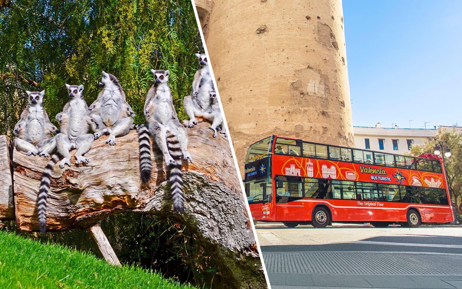 Combo: Bioparc Valencia Tickets + Valencia Hop-On Hop-Off Bus Tour