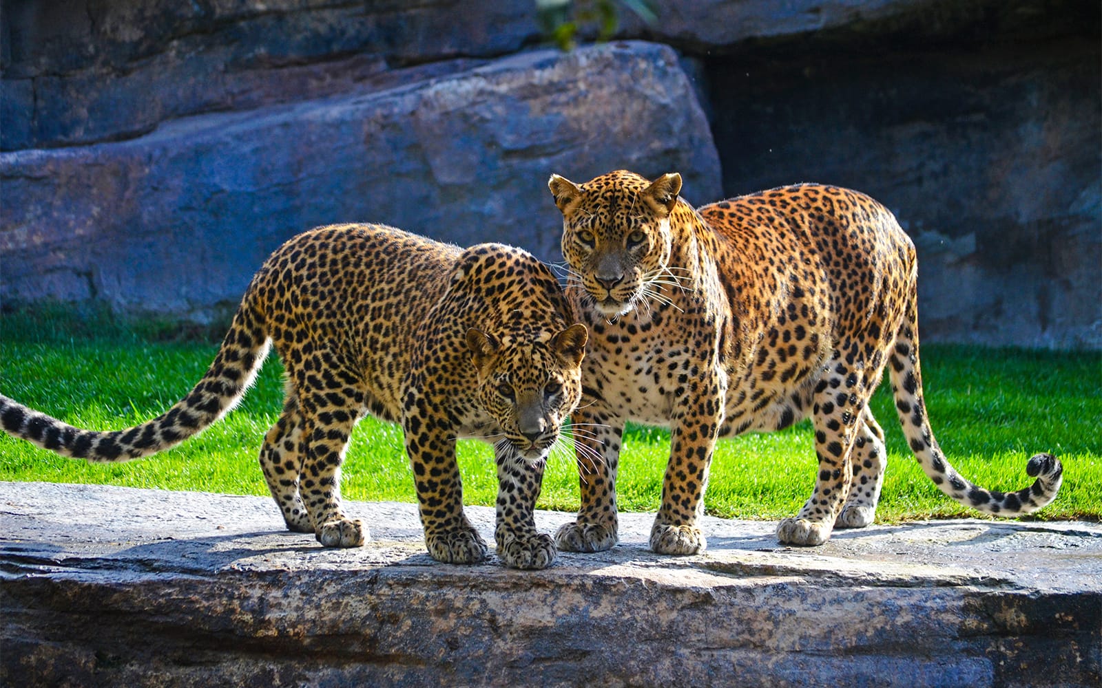 Combo: Bioparc Valencia Tickets + Valencia Hop-On Hop-Off Bus Tour in Valencia - Attractions | TickYourList