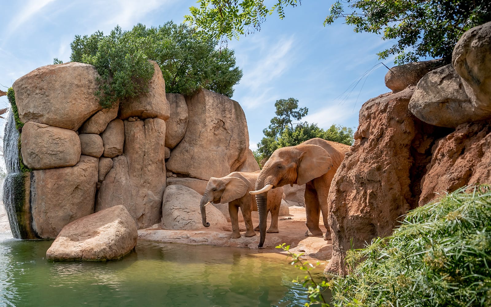 Combo: Bioparc Valencia Tickets + Valencia Hop-On Hop-Off Bus Tour in Valencia - Activities | TickYourList