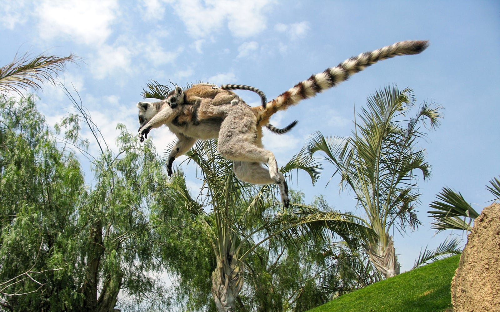 Combo (Save 5%): Bioparc Valencia Tickets + Mestalla Forever Tour in Valencia - Attractions | TickYourList
