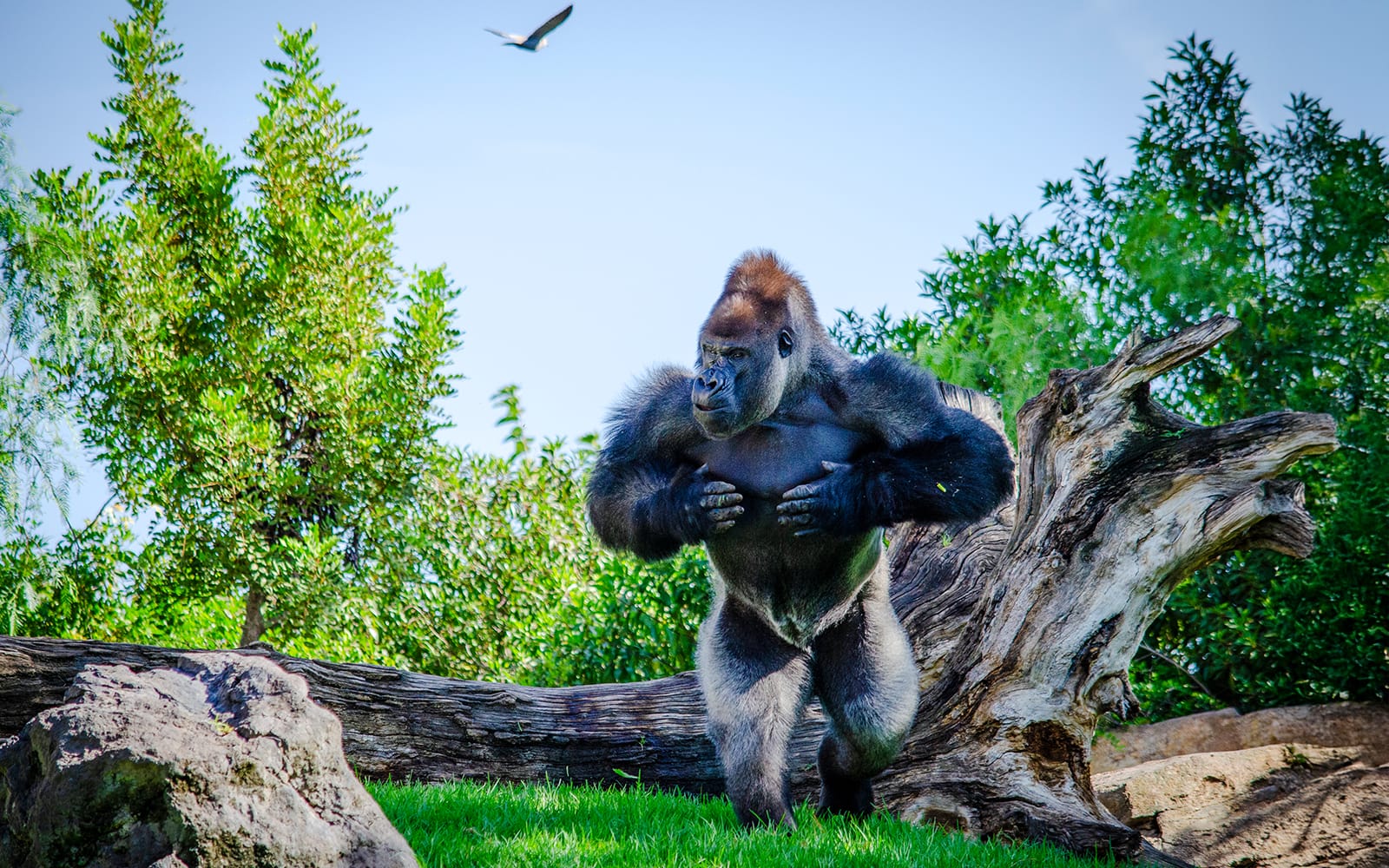 Fast-Track Access Tickets to Bioparc Valencia in Valencia - Attractions | TickYourList