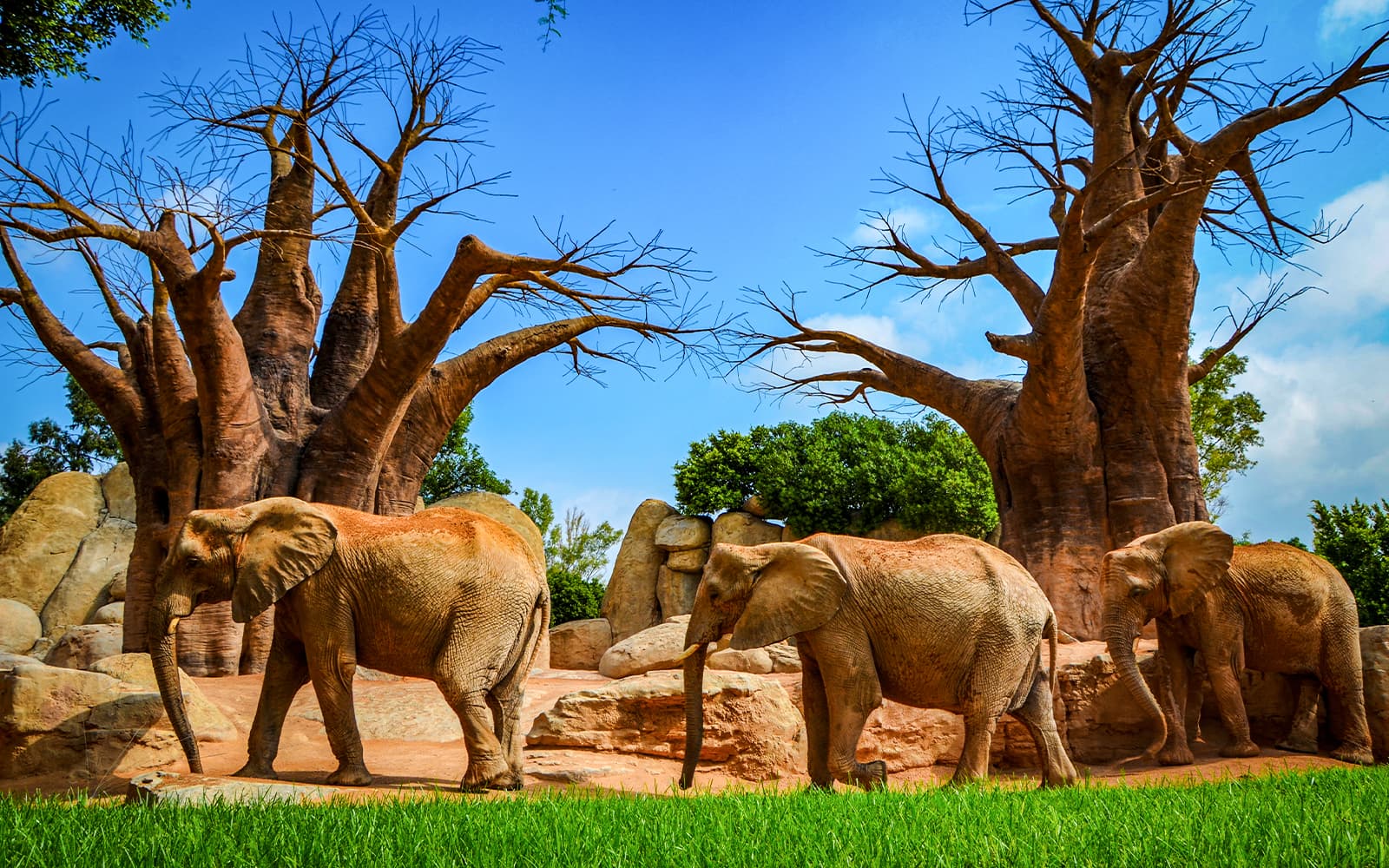 Fast-Track Access Tickets to Bioparc Valencia in Valencia - Highlights | TickYourList