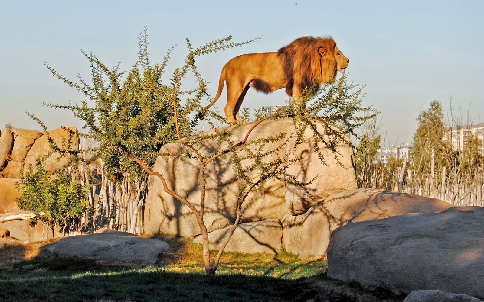 Fast-Track Access Tickets to Bioparc Valencia in Valencia - Features | TickYourList
