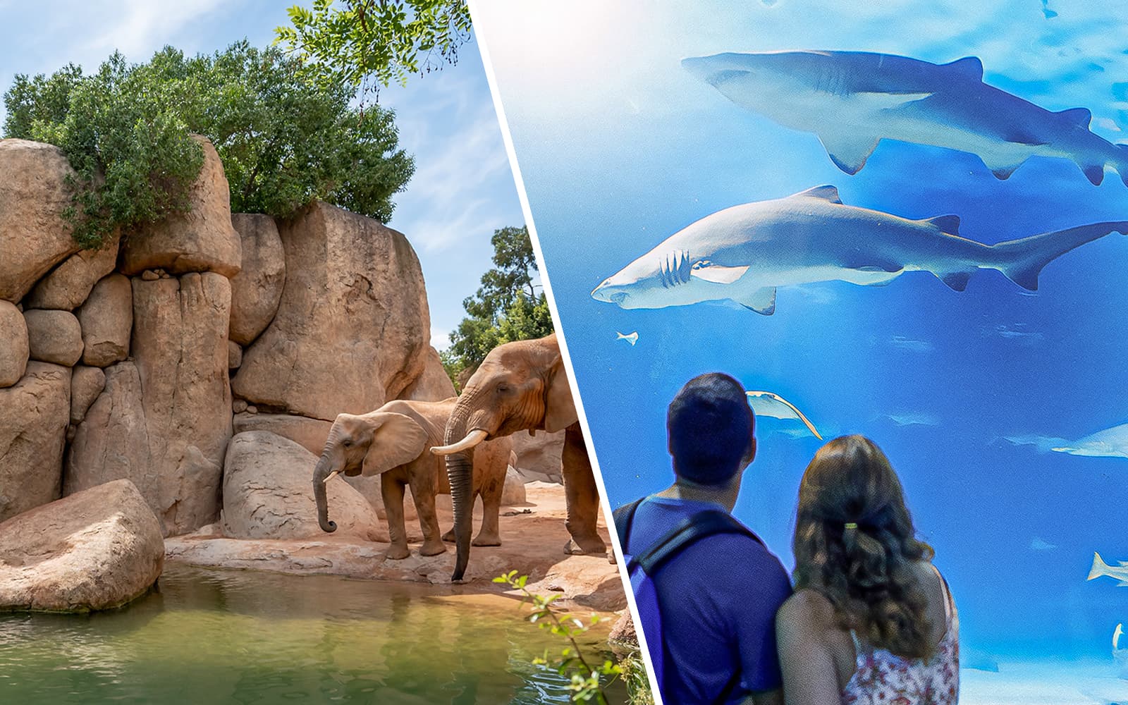 Combo: Bioparc Valencia Skip-the-Line Tickets + Oceanogràfic with 4D Cinema Tickets