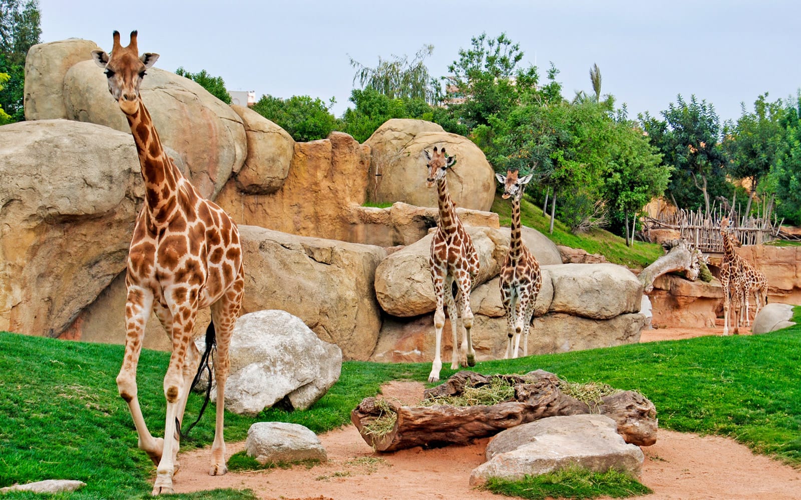 Combo: Bioparc Valencia Skip-the-Line Tickets + Oceanogràfic with 4D Cinema Tickets in Valencia - Attractions | TickYourList