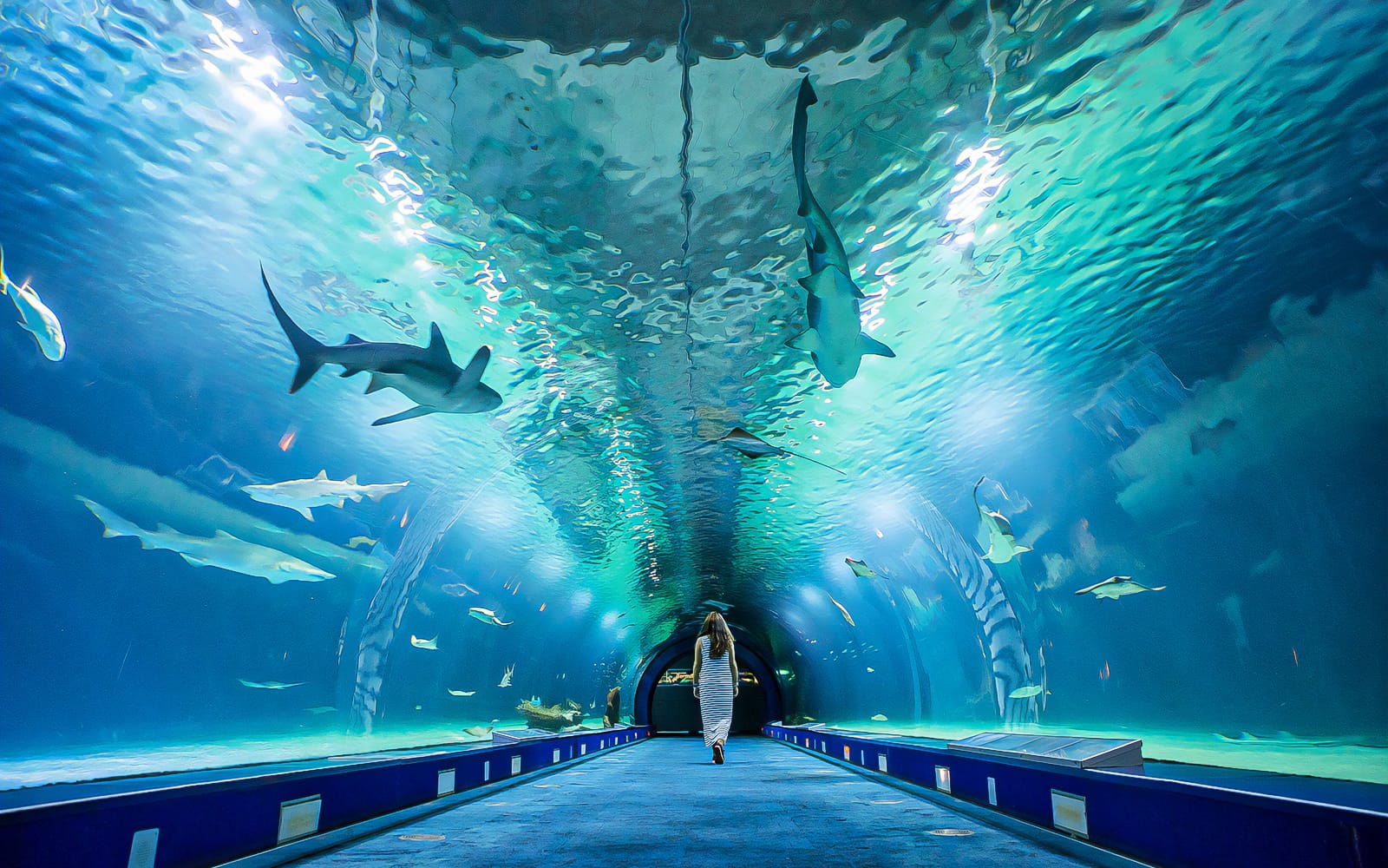 Combo: Bioparc Valencia Skip-the-Line Tickets + Oceanogràfic with 4D Cinema Tickets in Valencia - Highlights | TickYourList