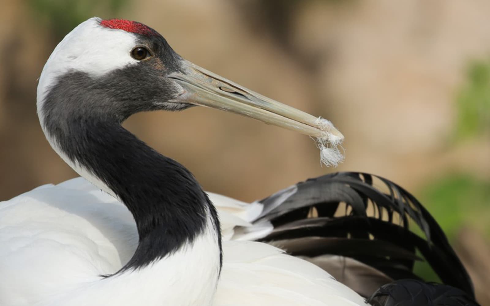 Tickets to Parco Natura Viva in Verona - Activities | TickYourList