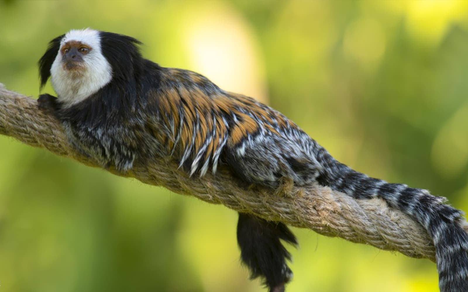 Tickets to Parco Natura Viva in Verona - Features | TickYourList