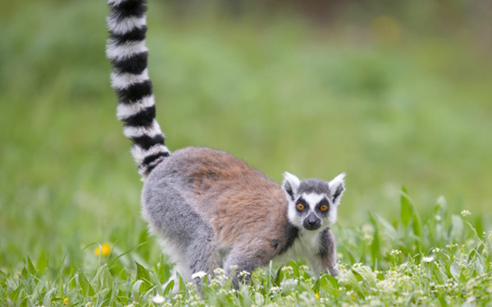 Combo : Parco Natura Viva + Parco Giardino Sigurtà tickets in Verona - Features | TickYourList