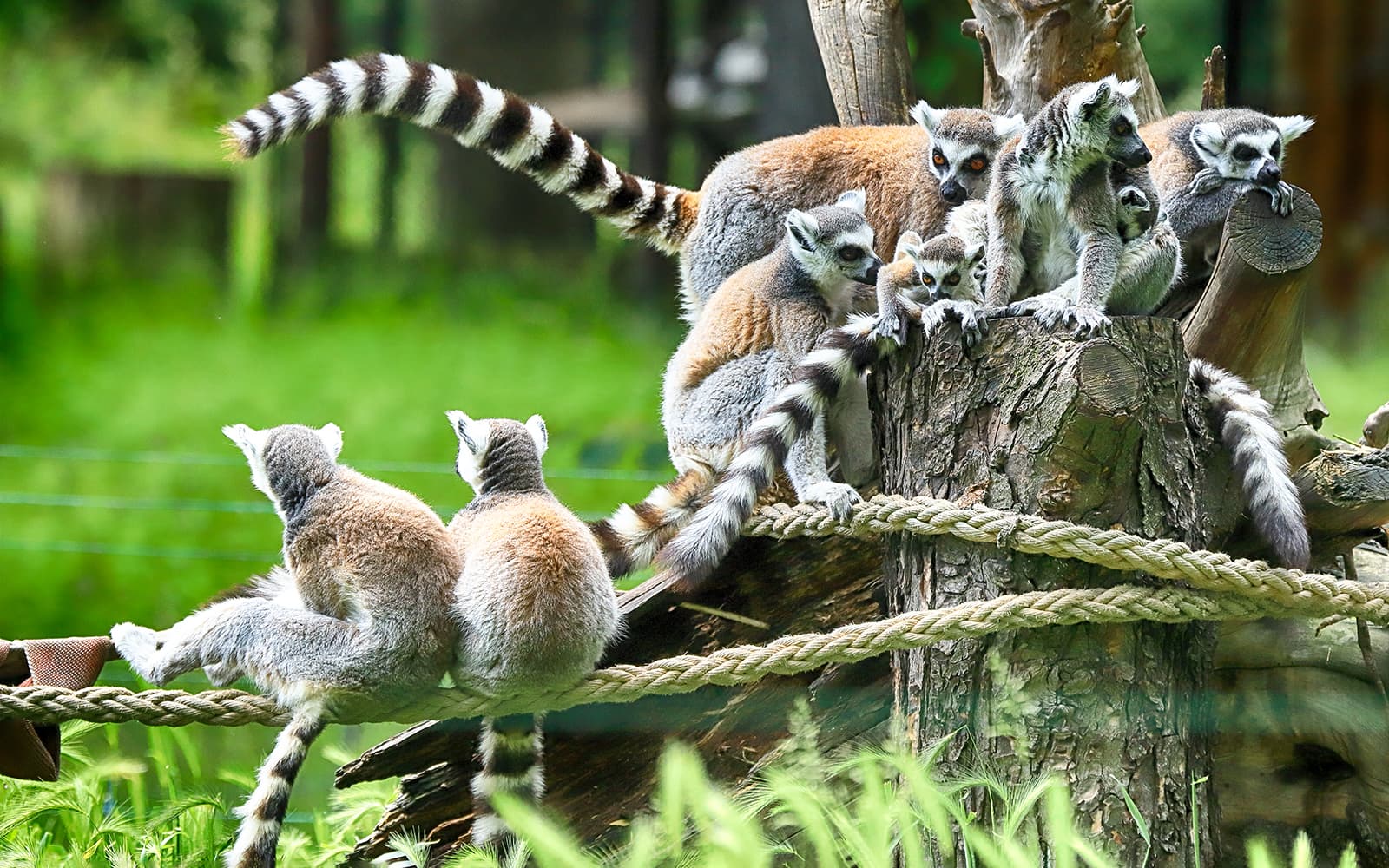Wroclaw Zoo Skip-the-Line Tickets in Wroclaw - Attractions | TickYourList