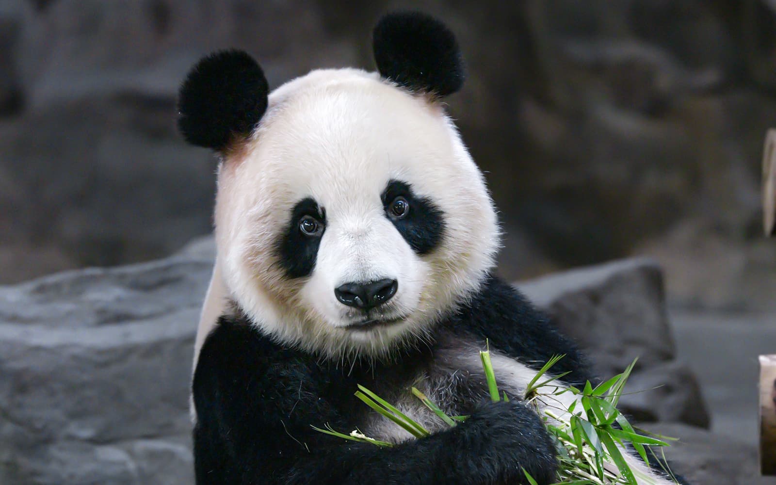Schönbrunn Zoo Skip-The-Line Ticket in Vienna - Highlights | TickYourList