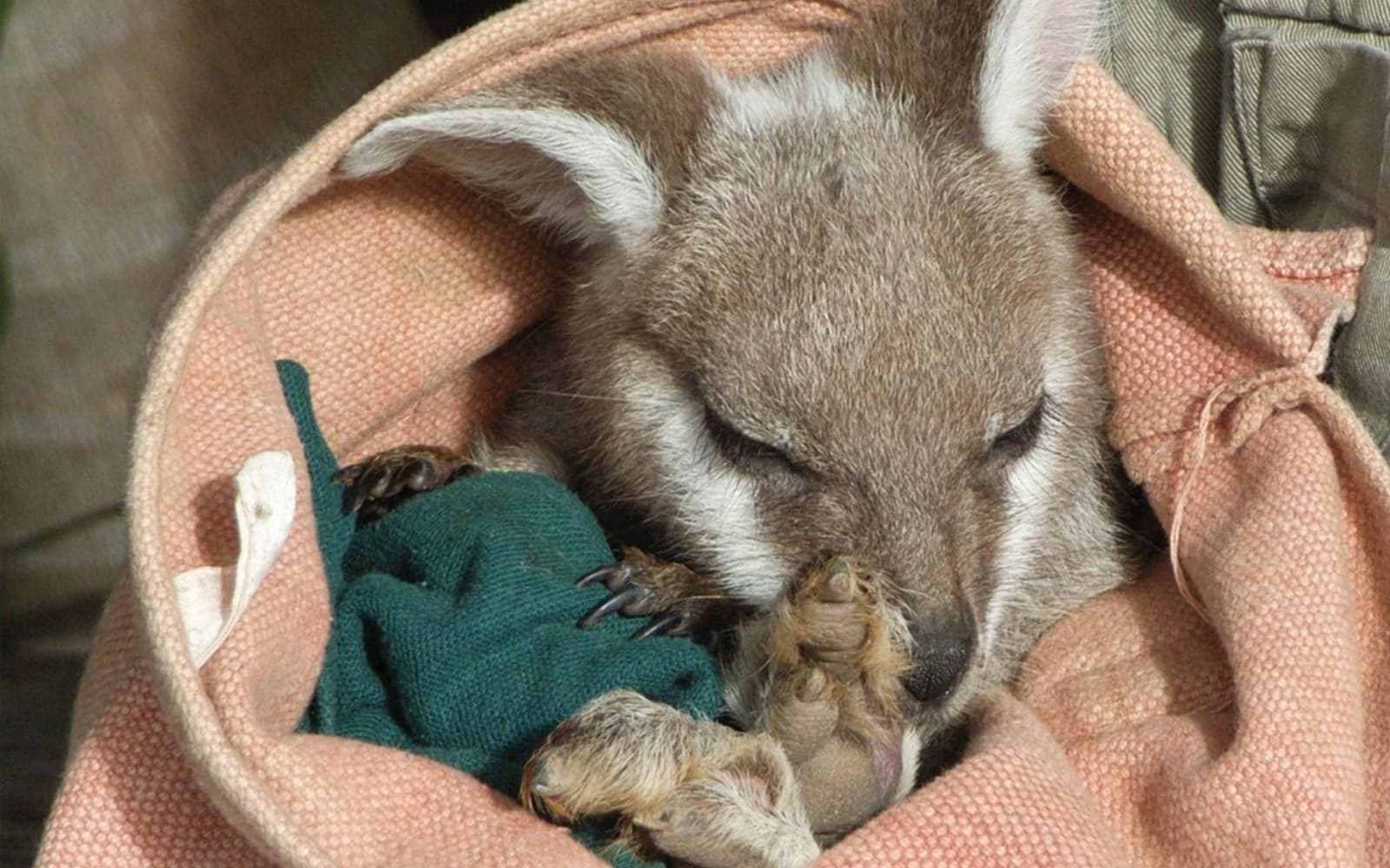 Blue Mountains Full-Day Guided Tour with Featherdale Wildlife Park tickets in Sydney - Highlights | TickYourList