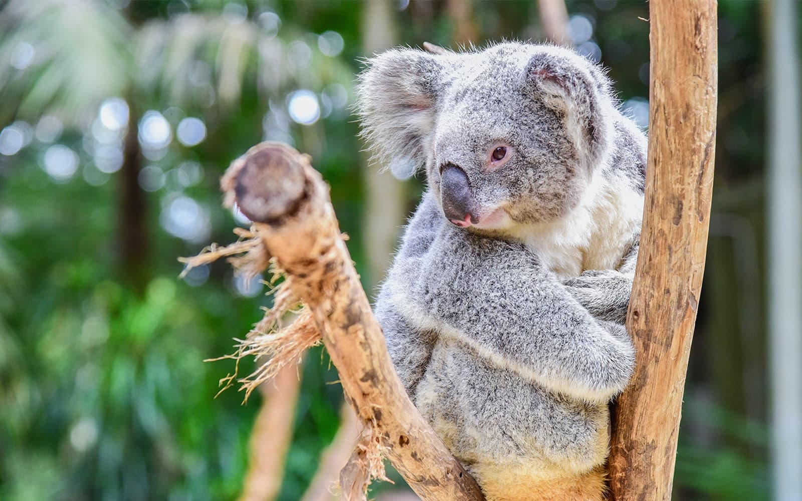 Blue Mountains Full-Day Guided Tour with Featherdale Wildlife Park tickets in Sydney - Features | TickYourList