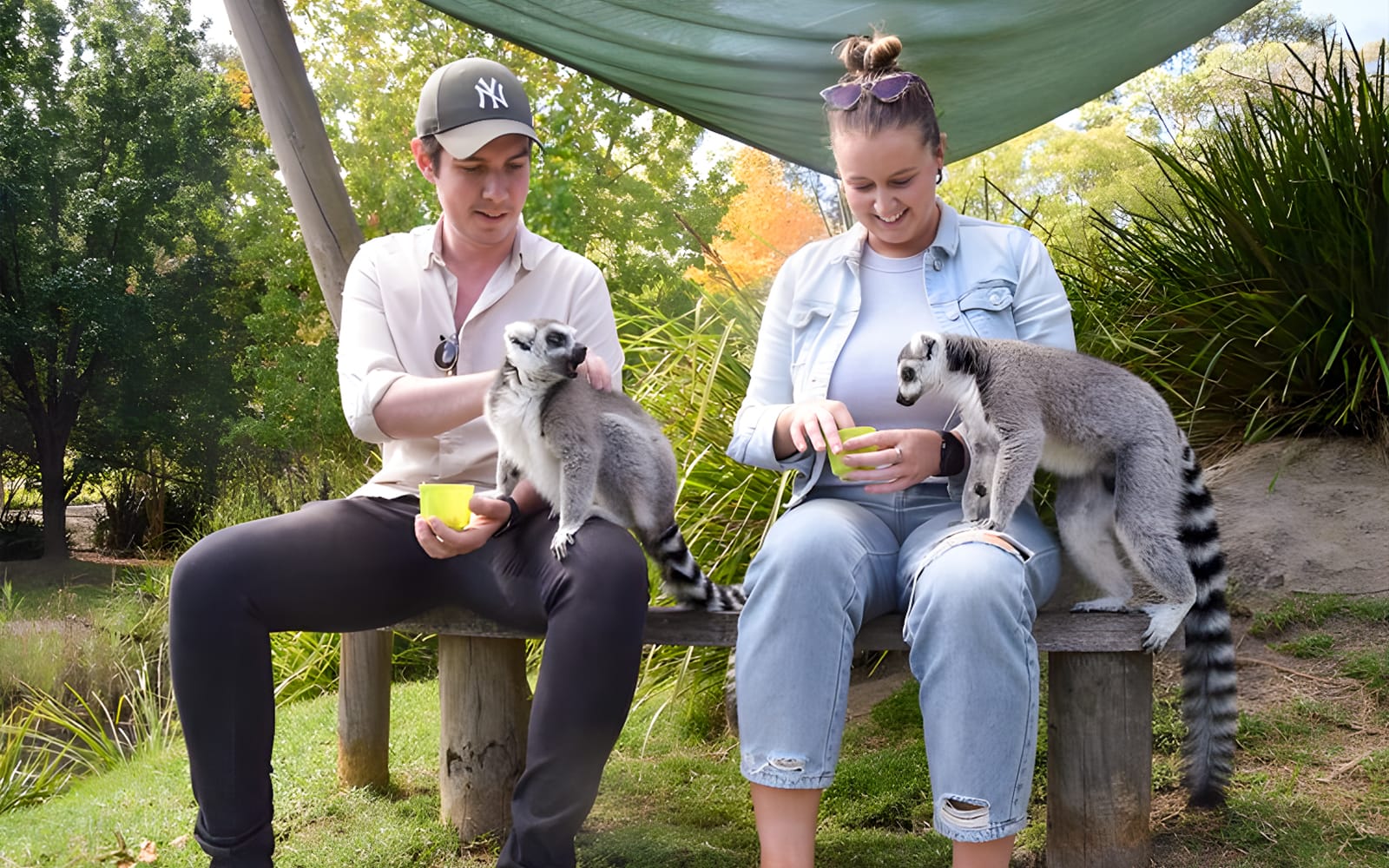 Tickets to Mogo Wildlife Park in Sydney - Activities | TickYourList
