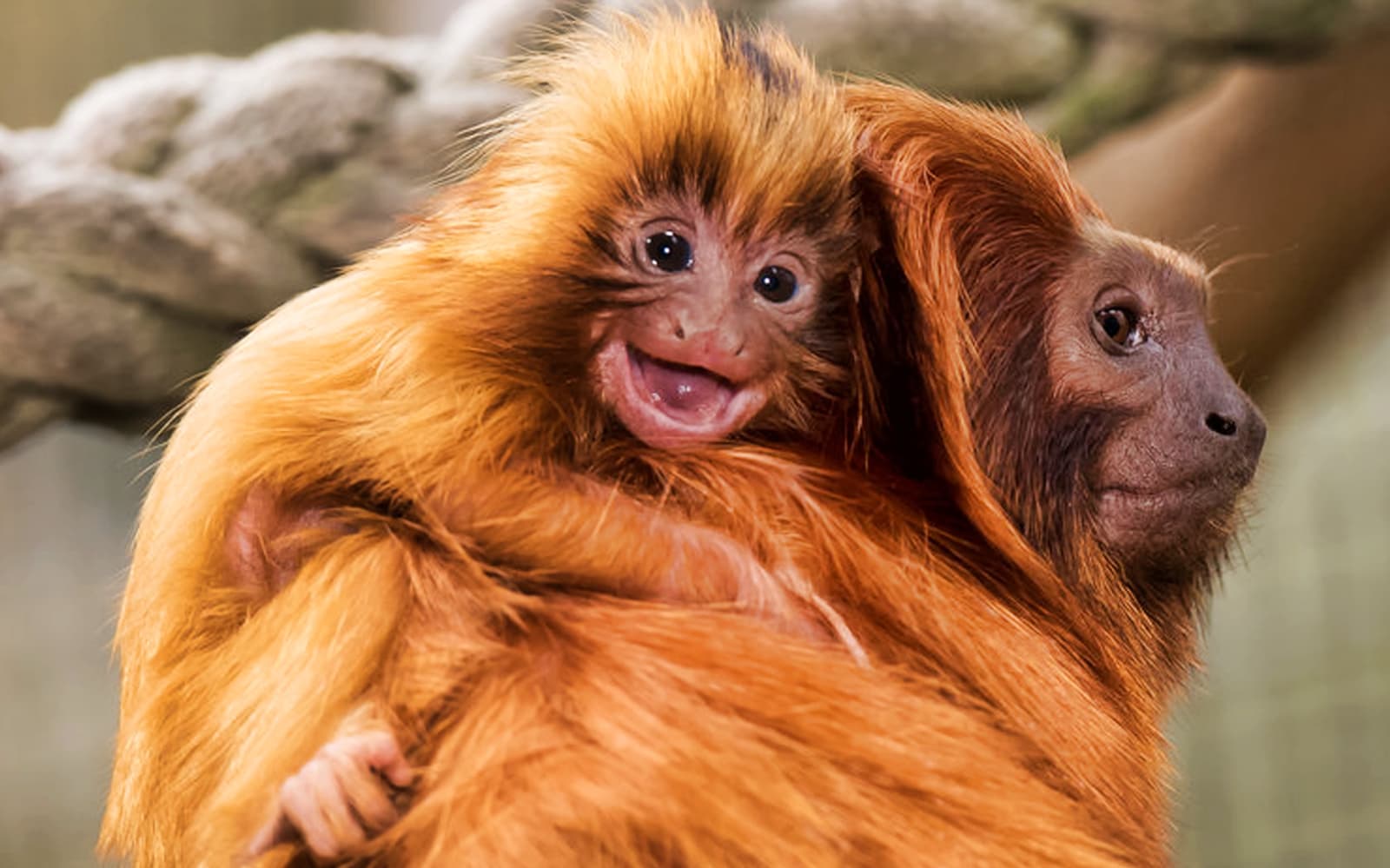 Tickets to Mogo Wildlife Park in Sydney - Highlights | TickYourList
