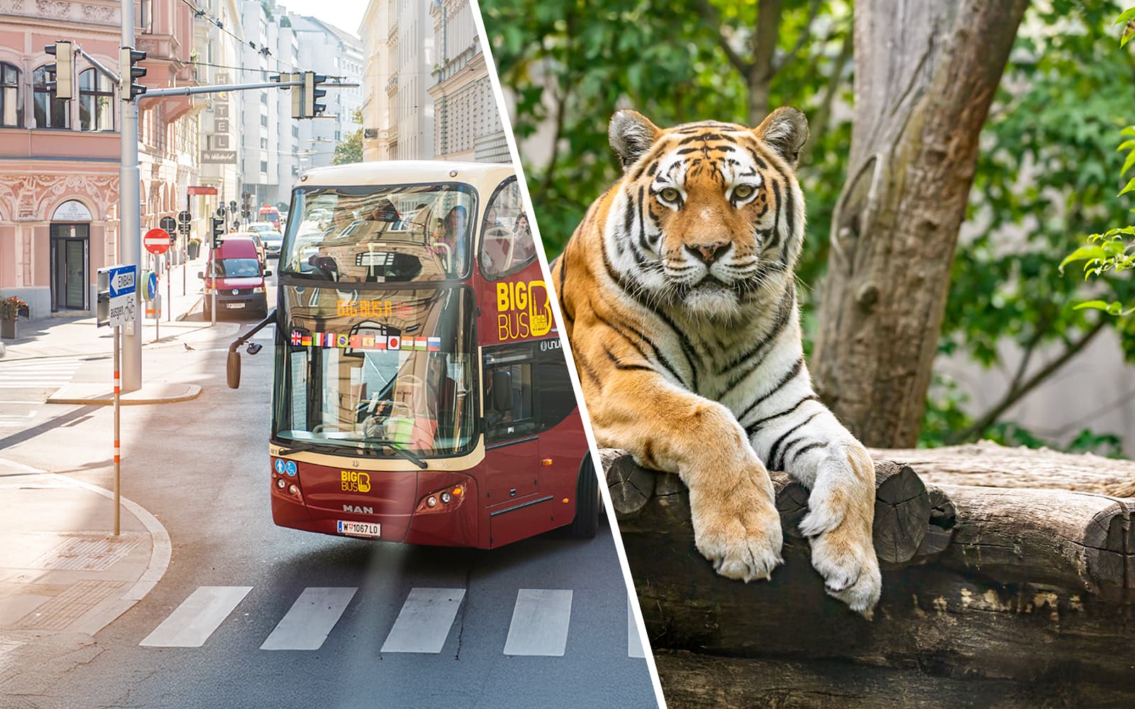 Combo (Save 10%): Vienna Hop-on Hop-off Bus Tour + Schönbrunn Zoo Skip-The-Line Tickets