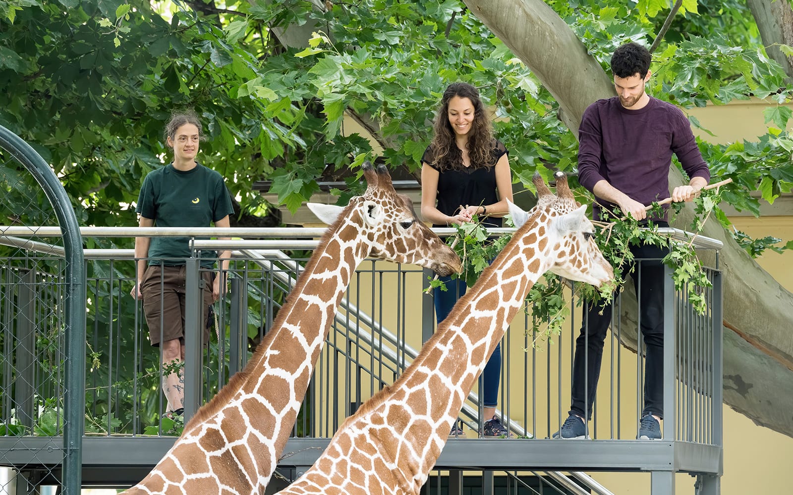 Combo (Save 10%): Vienna Hop-on Hop-off Bus Tour + Schönbrunn Zoo Skip-The-Line Tickets in Vienna - Features | TickYourList
