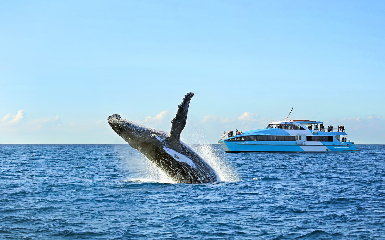 Sydney Whale Watching Speedboat Cruise