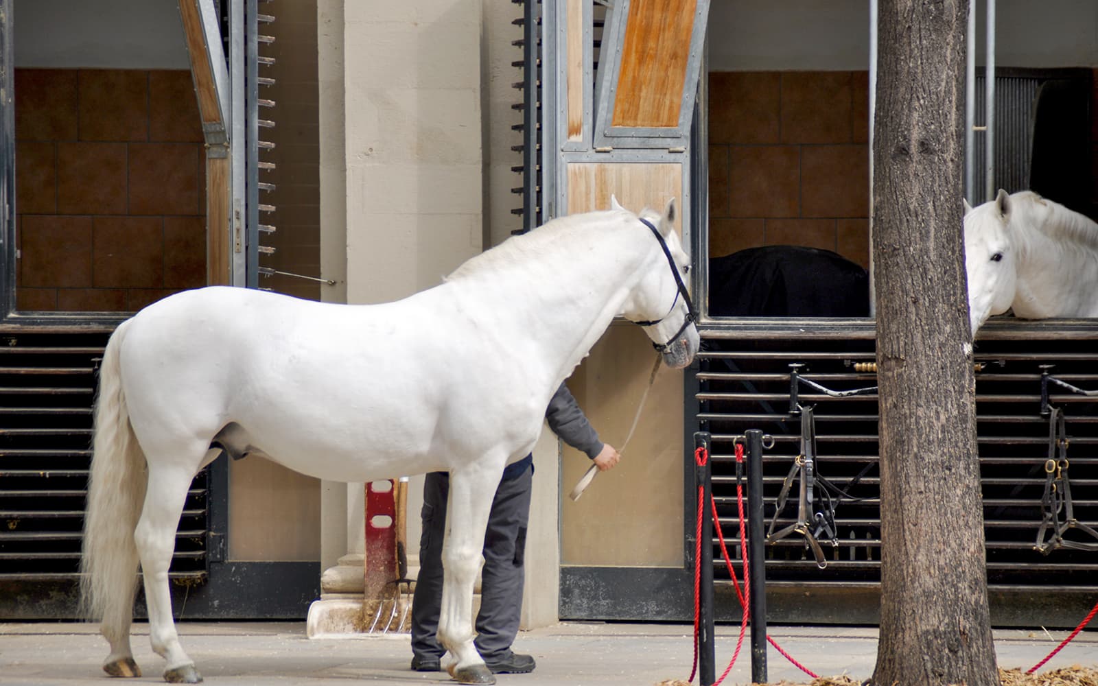 Vienna Spanish Riding School Training with Music Tickets in Vienna - Full Experience | TickYourList
