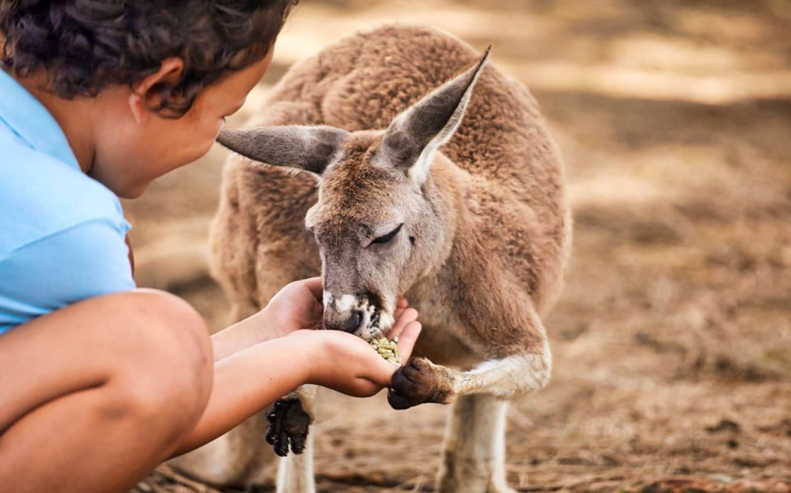Oakvale Wildlife Park tickets in Sydney - Features | TickYourList