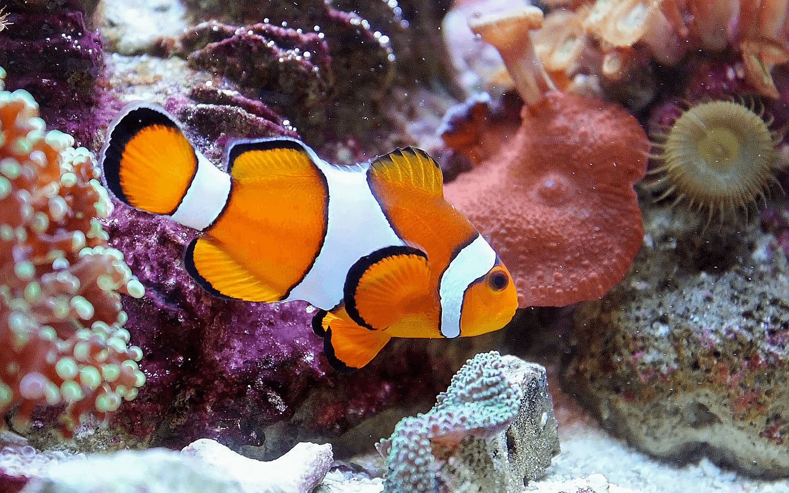 Combo: Malta National Aquarium + The Malta Experience Tickets in Valletta - Activities | TickYourList