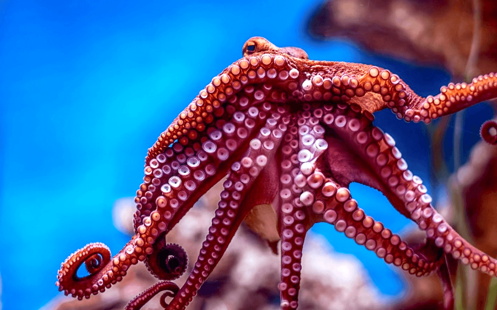 Combo: Malta National Aquarium + The Malta Experience Tickets in Valletta - Features | TickYourList