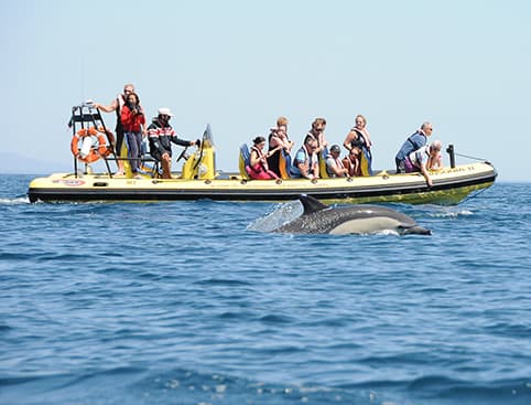 Dolphin Watching Half Day Tour