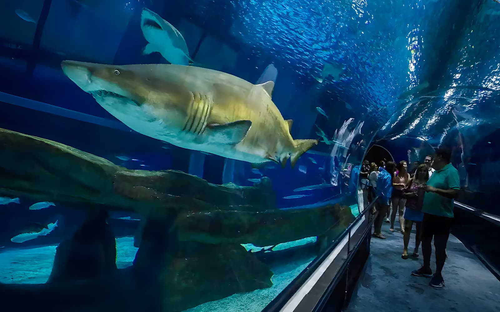 AquaRio Rio de Janeiro Aquarium Tickets in Rio de Janeiro - Activities | TickYourList