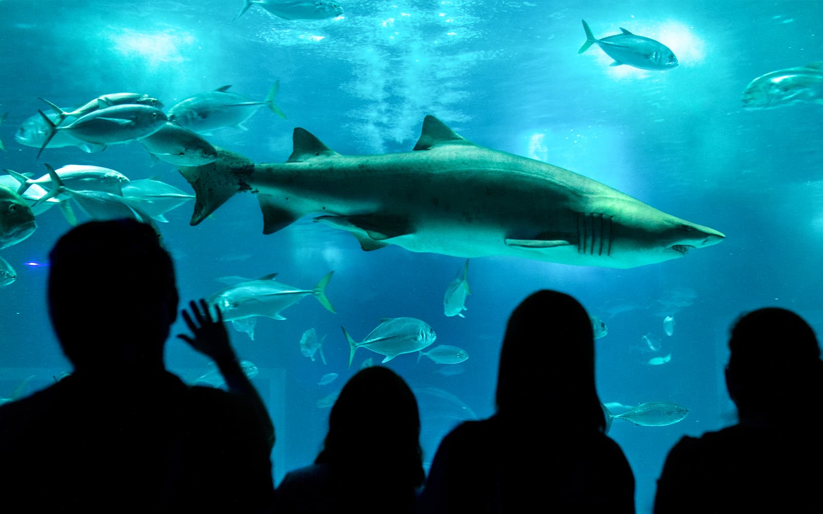 AquaRio Rio de Janeiro Aquarium Tickets in Rio de Janeiro - Features | TickYourList