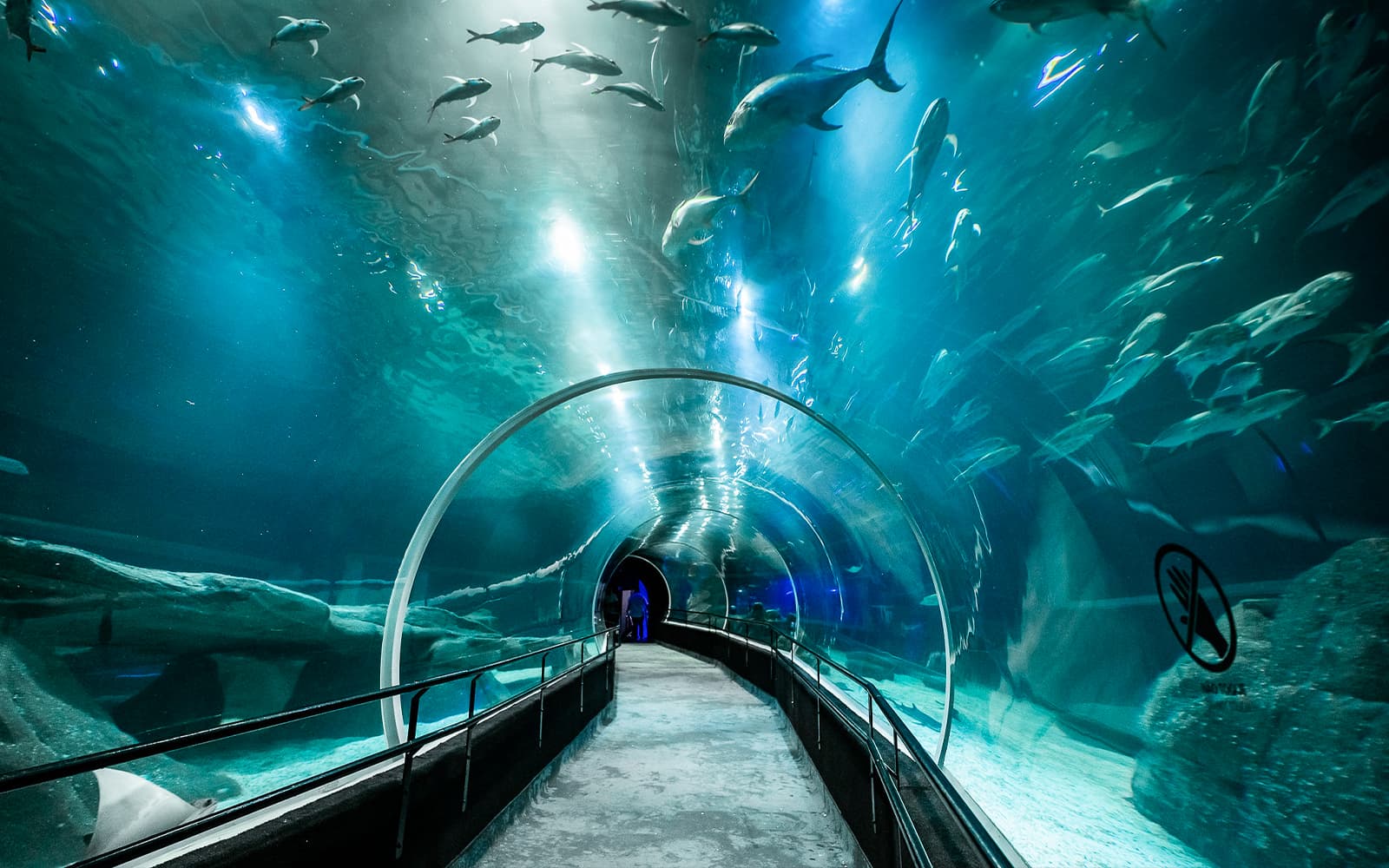 AquaRio, Museum of Tomorrow, and Olympic Boulevard Guided Tour tickets in Rio de Janeiro - Highlights | TickYourList