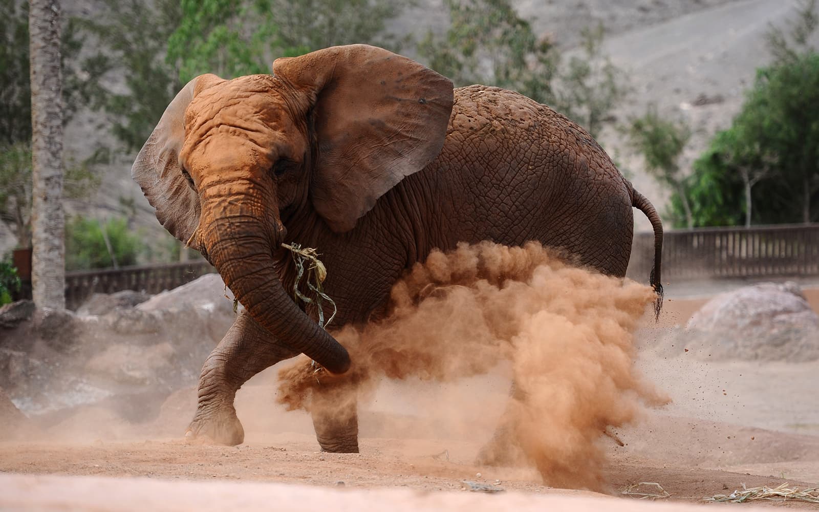 Oasis Wildlife Fuerteventura Tickets