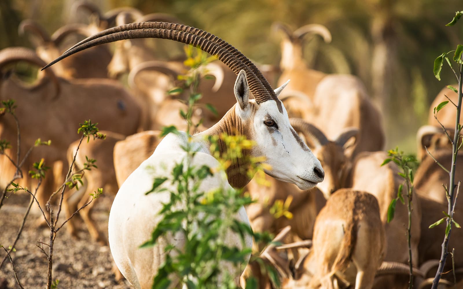 Oasis Wildlife Fuerteventura Tickets in Fuerteventura - Attractions | TickYourList