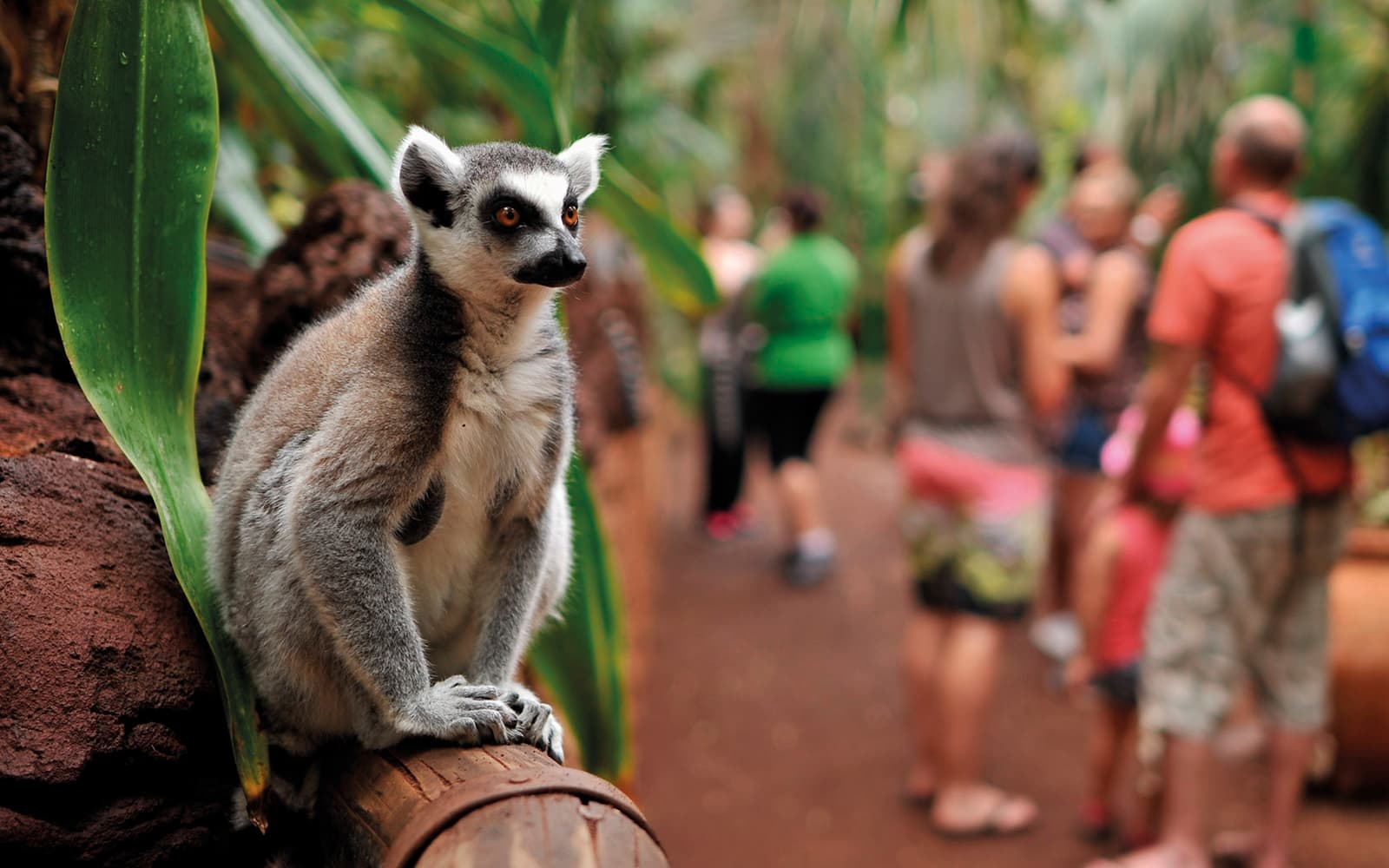 Oasis Wildlife Fuerteventura Tickets in Fuerteventura - Activities | TickYourList