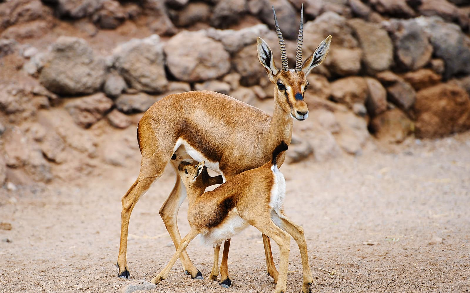 Oasis Wildlife Fuerteventura Tickets in Fuerteventura - Highlights | TickYourList