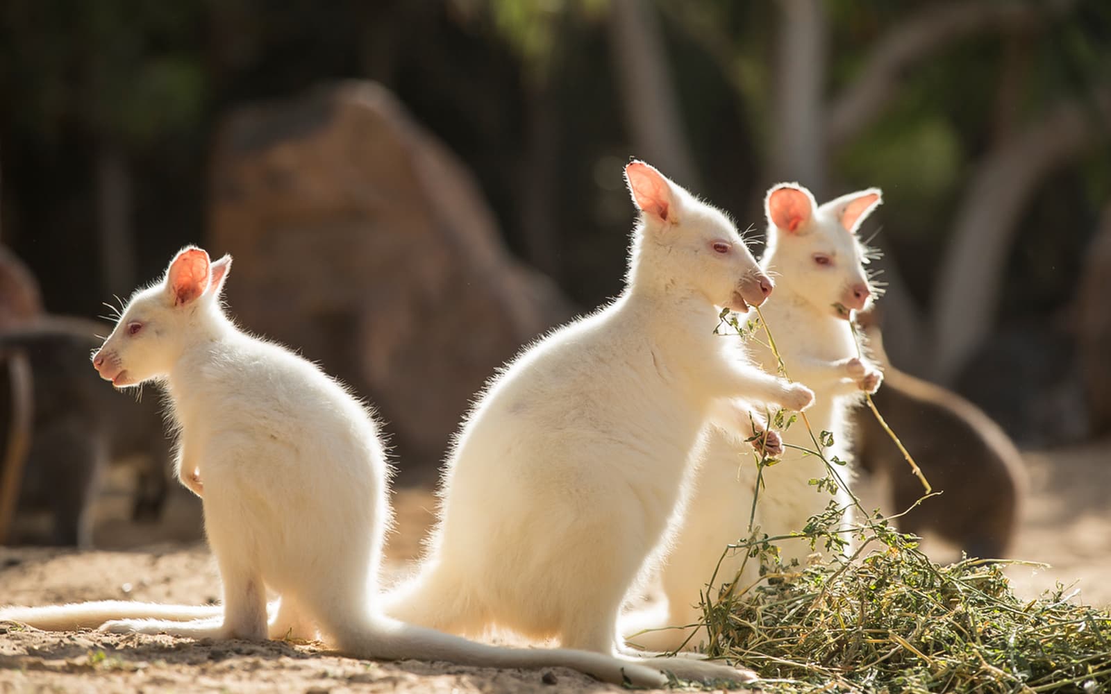 Oasis Wildlife Fuerteventura Tickets in Fuerteventura - Features | TickYourList