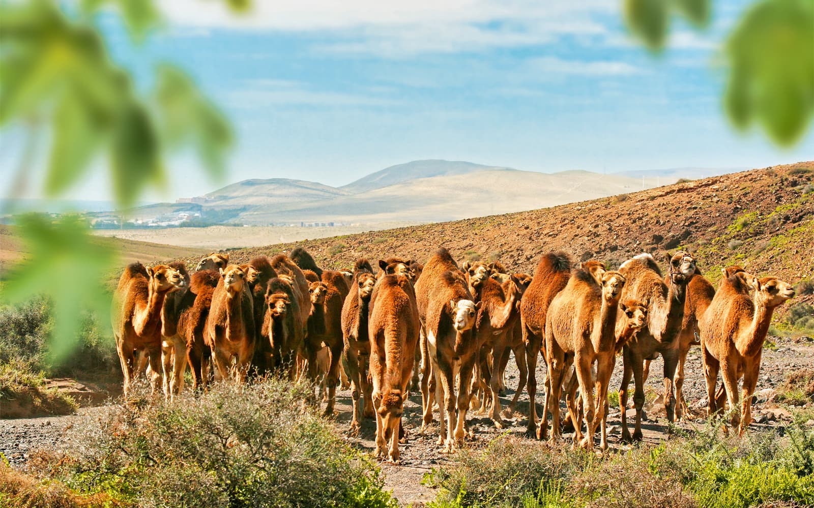 Oasis Wildlife Fuerteventura & Camel Experience