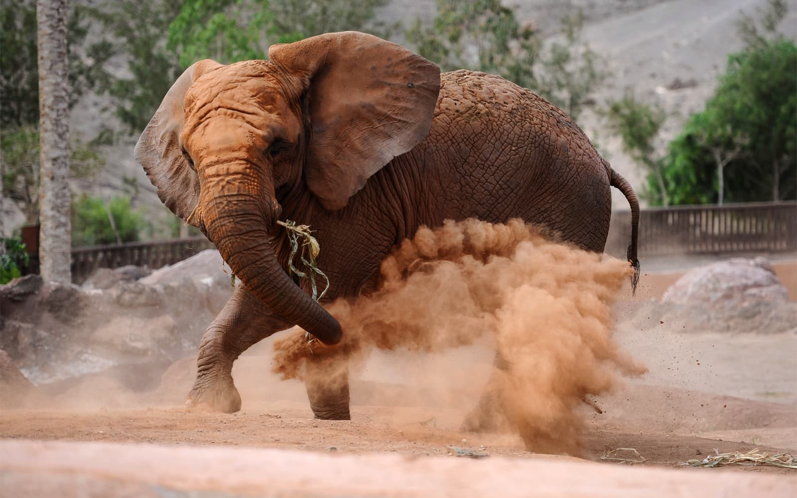 Oasis Wildlife Fuerteventura & Camel Experience tickets in Fuerteventura - Attractions | TickYourList