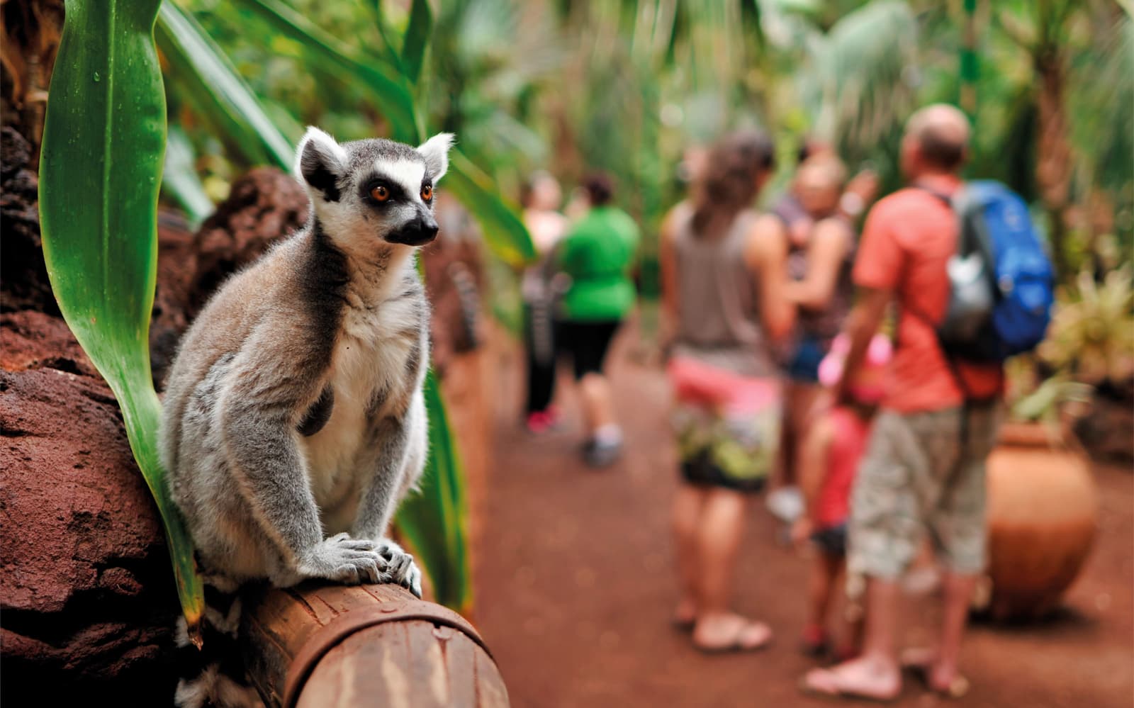 Oasis Wildlife Fuerteventura & Camel Experience tickets in Fuerteventura - Highlights | TickYourList