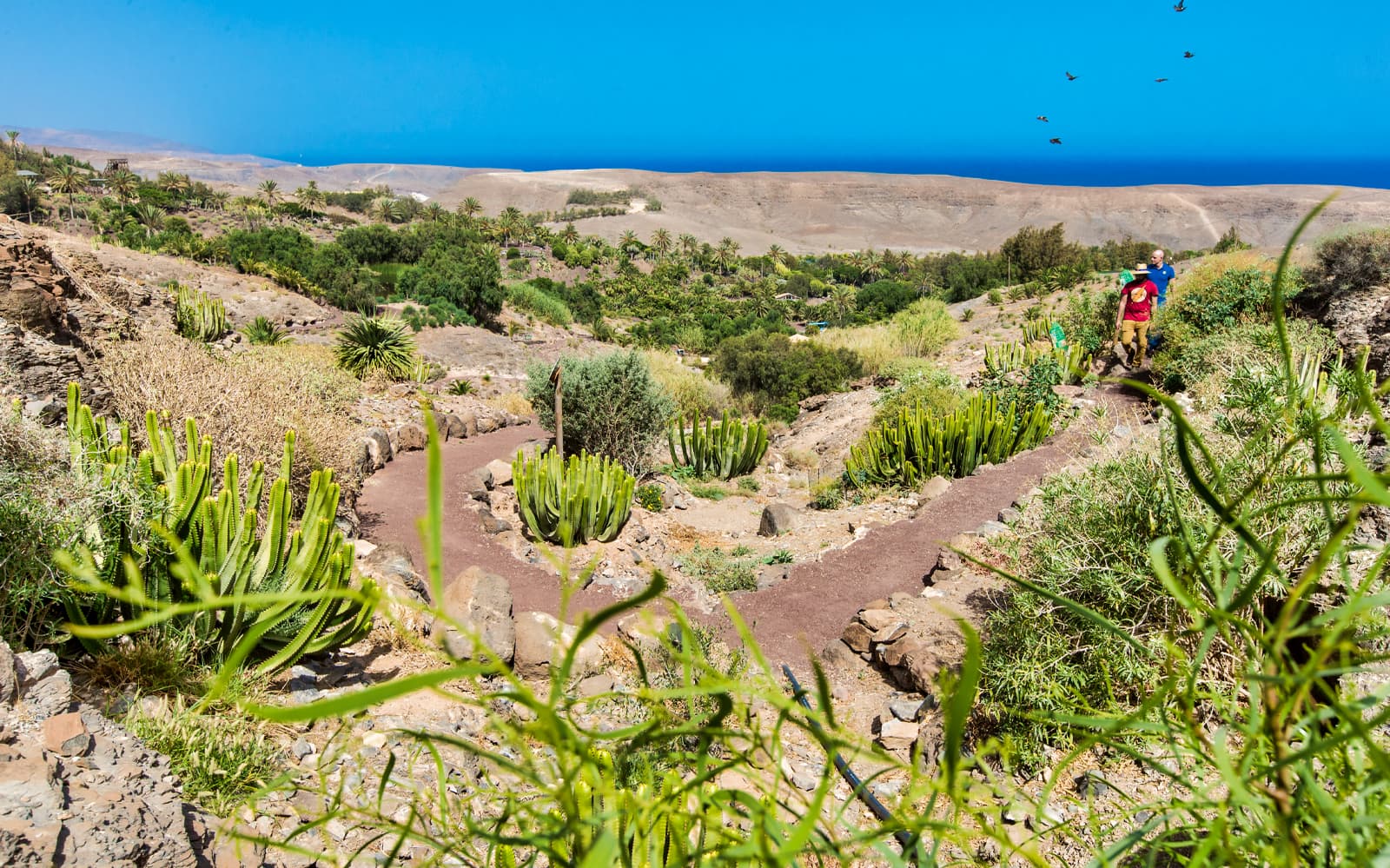 Oasis Wildlife Fuerteventura & Camel Experience tickets in Fuerteventura - Features | TickYourList