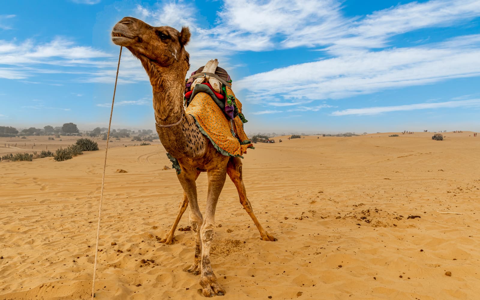 Fuerteventura: Oasis Wildlife Camel Experience