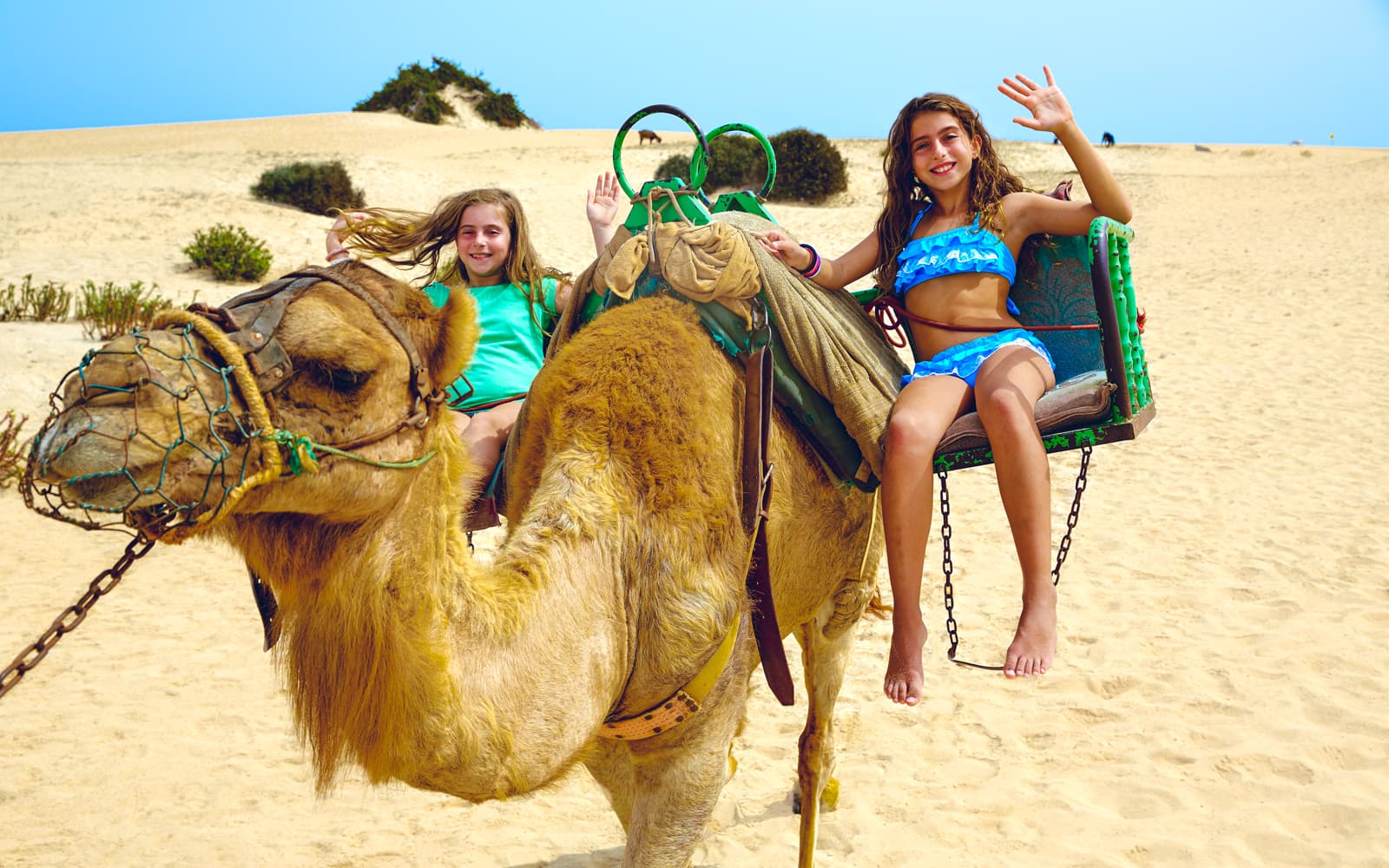 Fuerteventura: Oasis Wildlife Camel Experience tickets in Fuerteventura - Attractions | TickYourList