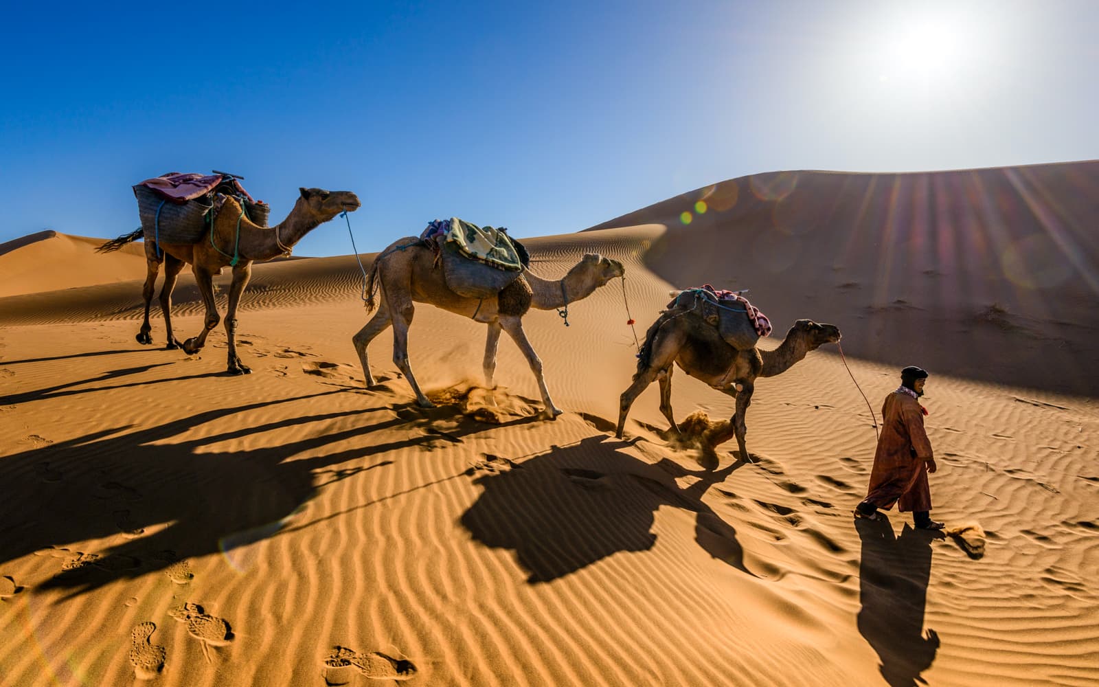 Fuerteventura: Oasis Wildlife Camel Experience tickets in Fuerteventura - Highlights | TickYourList