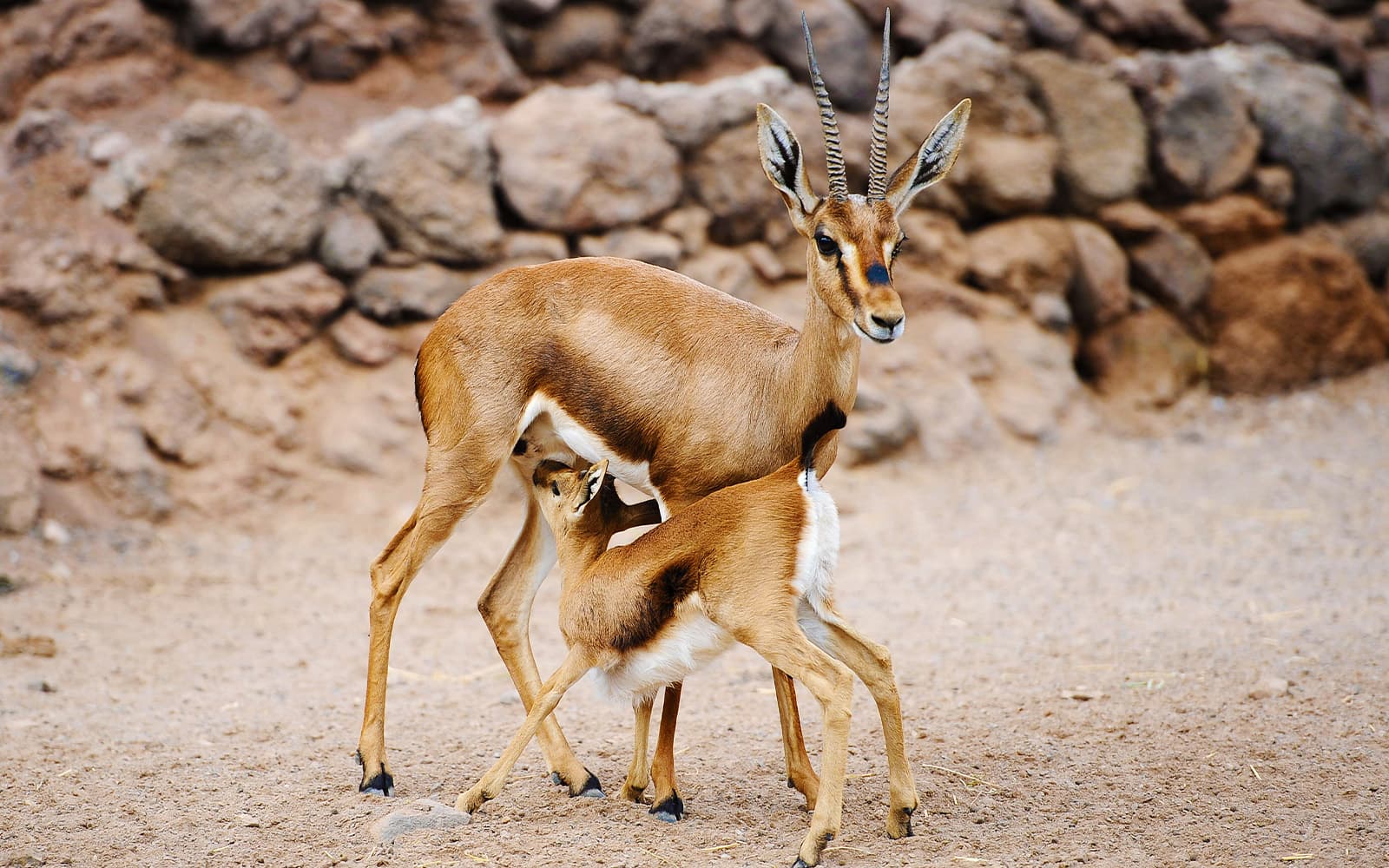 Skip-the-Line Tickets to Oasis Wildlife Fuerteventura