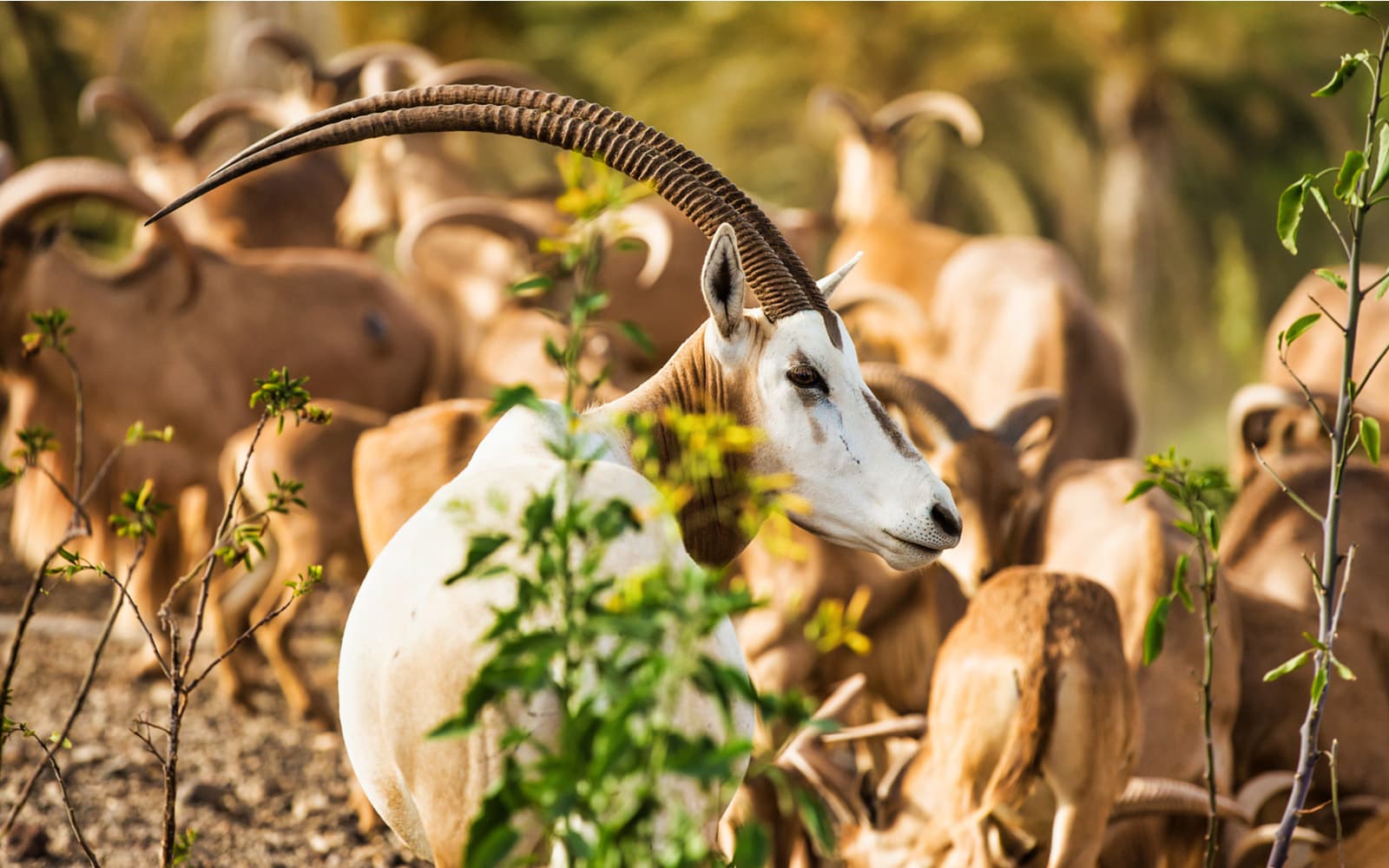 Skip-the-Line Tickets to Oasis Wildlife Fuerteventura in Fuerteventura - Activities | TickYourList