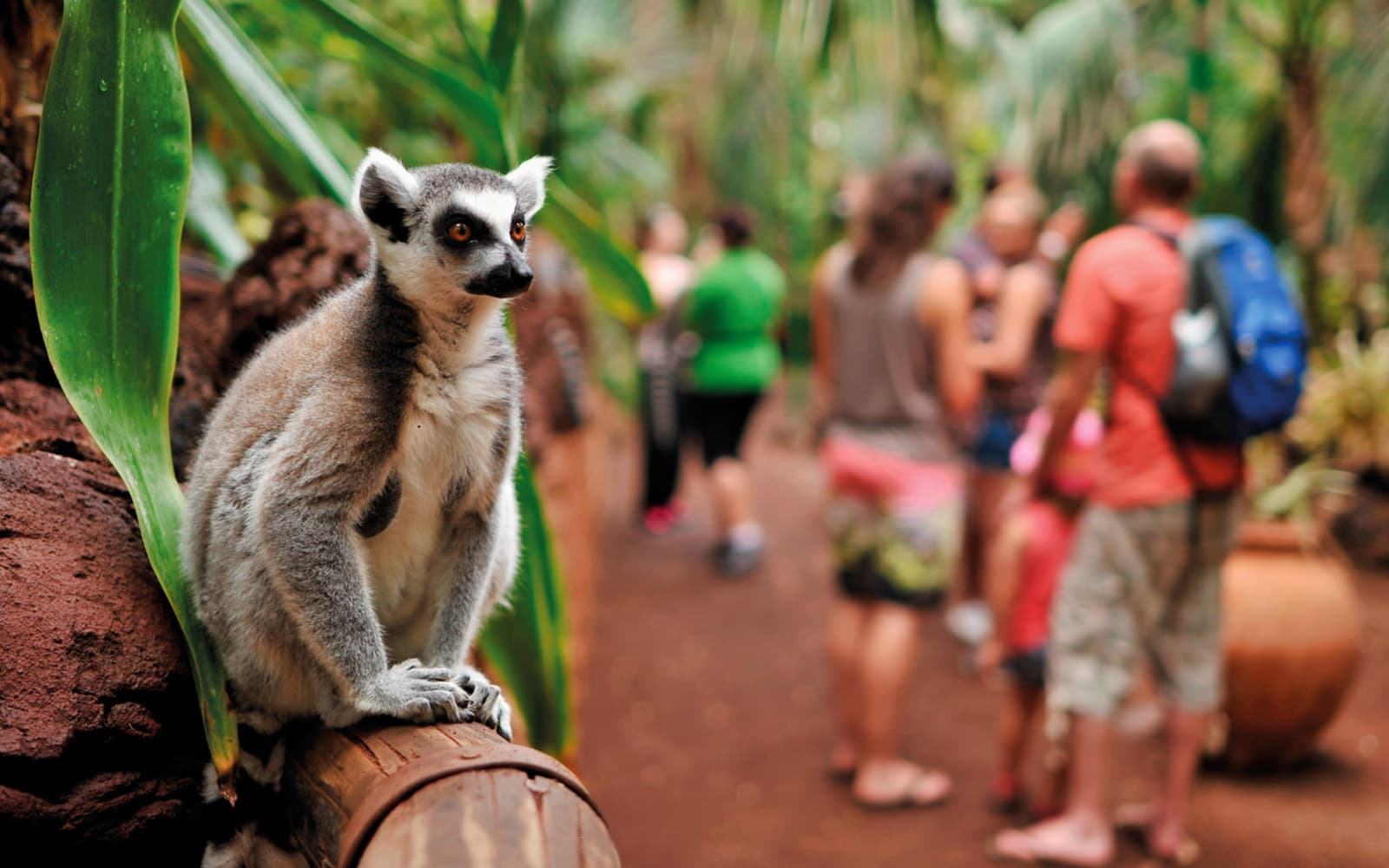 Skip-the-Line Tickets to Oasis Wildlife Fuerteventura in Fuerteventura - Features | TickYourList