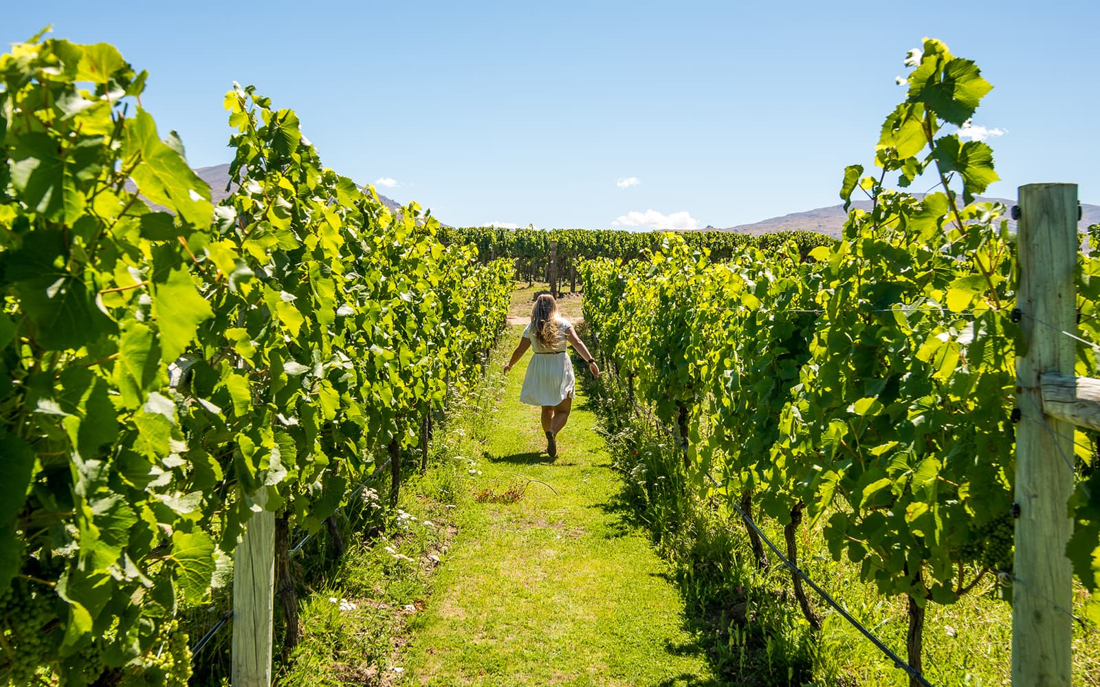 Wanaka Wine Tour with Gourmet Platter & Tastings tickets in Wanaka - Activities | TickYourList