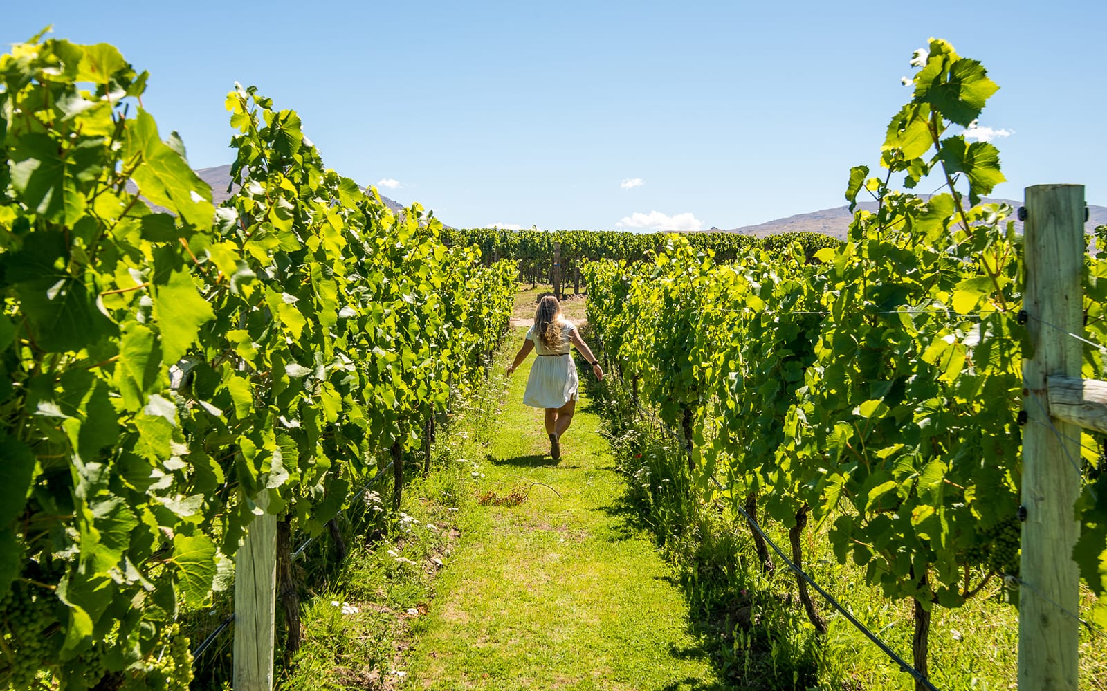 Wanaka Wine Tour with Gourmet Platter & Tastings tickets in Wanaka - Activities | TickYourList